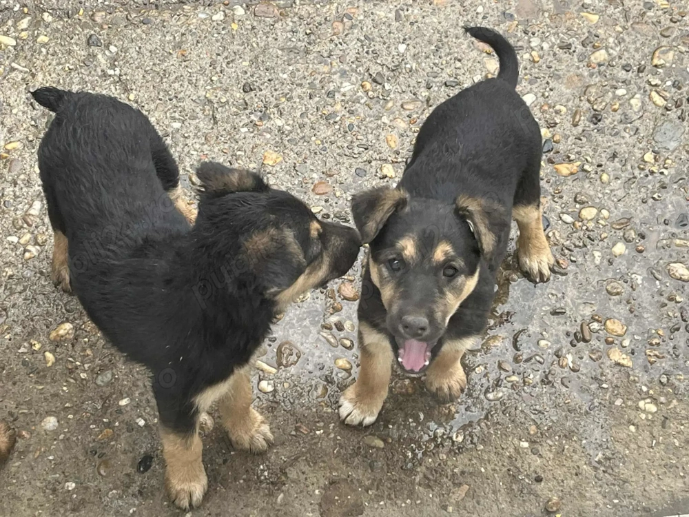 Vind căței metiș, mama Fox Terrier si tata Ciobanesc German