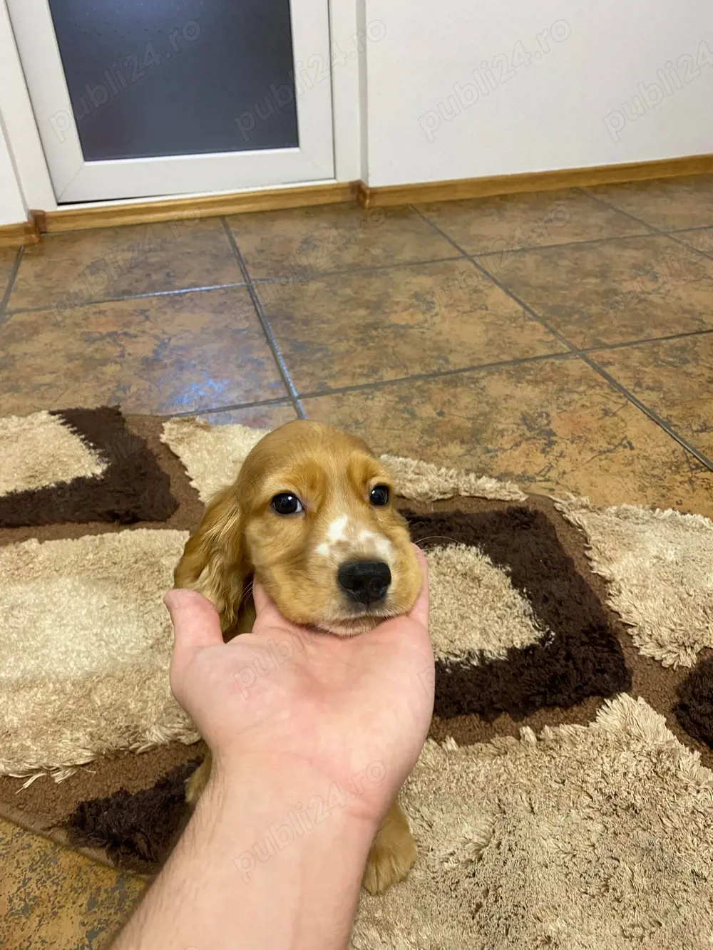 Pui Cocker Spaniel de vânzare   gata să-ți fure inima!   