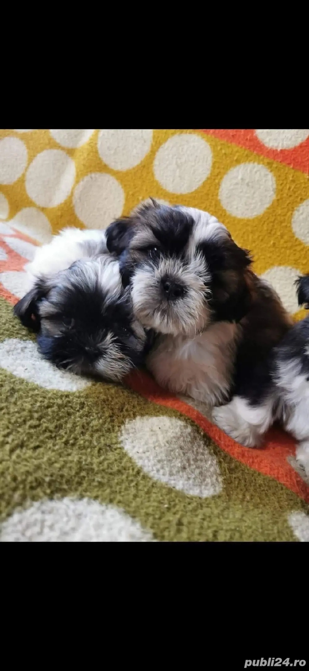 Shih tzu   