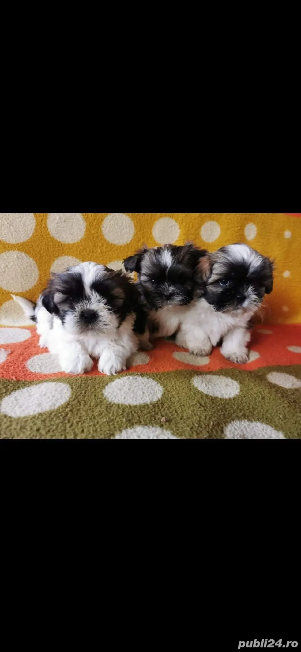 Shih tzu   