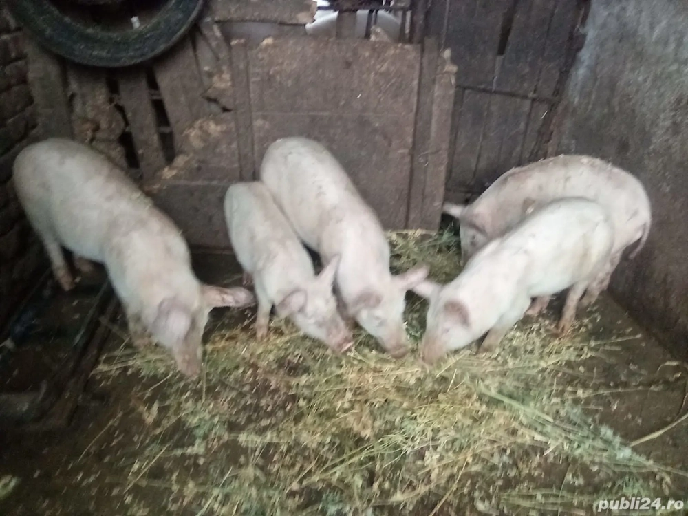 Vând purcei, au 3 luni