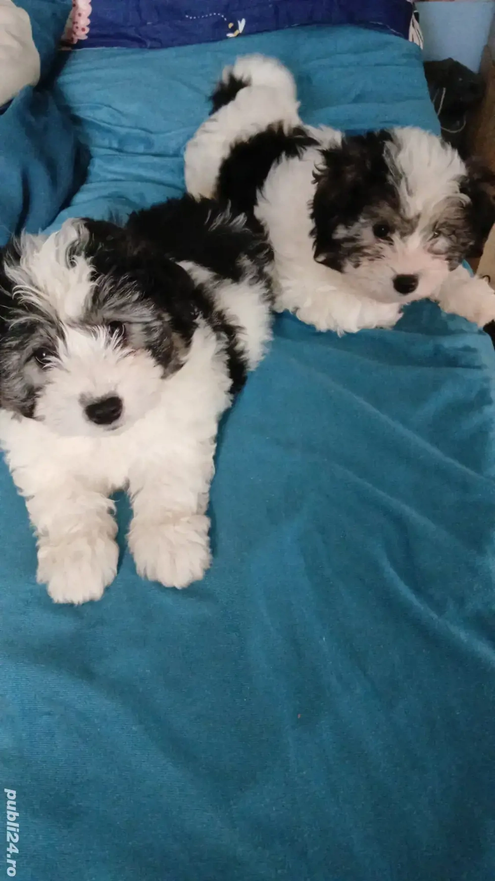 bishon fetita si baiat 