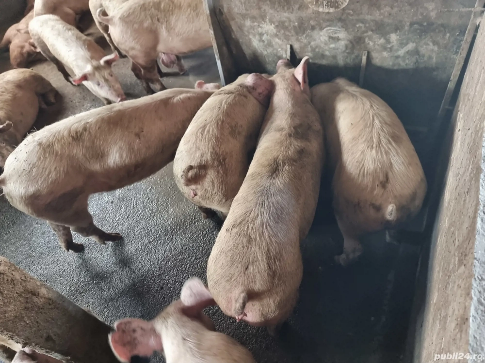 porci de carne 120-140 kg
