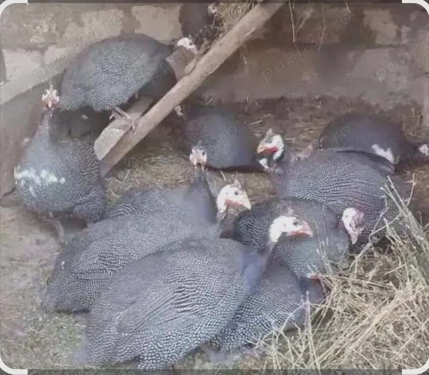 Pichiri si iepuri de vanzare