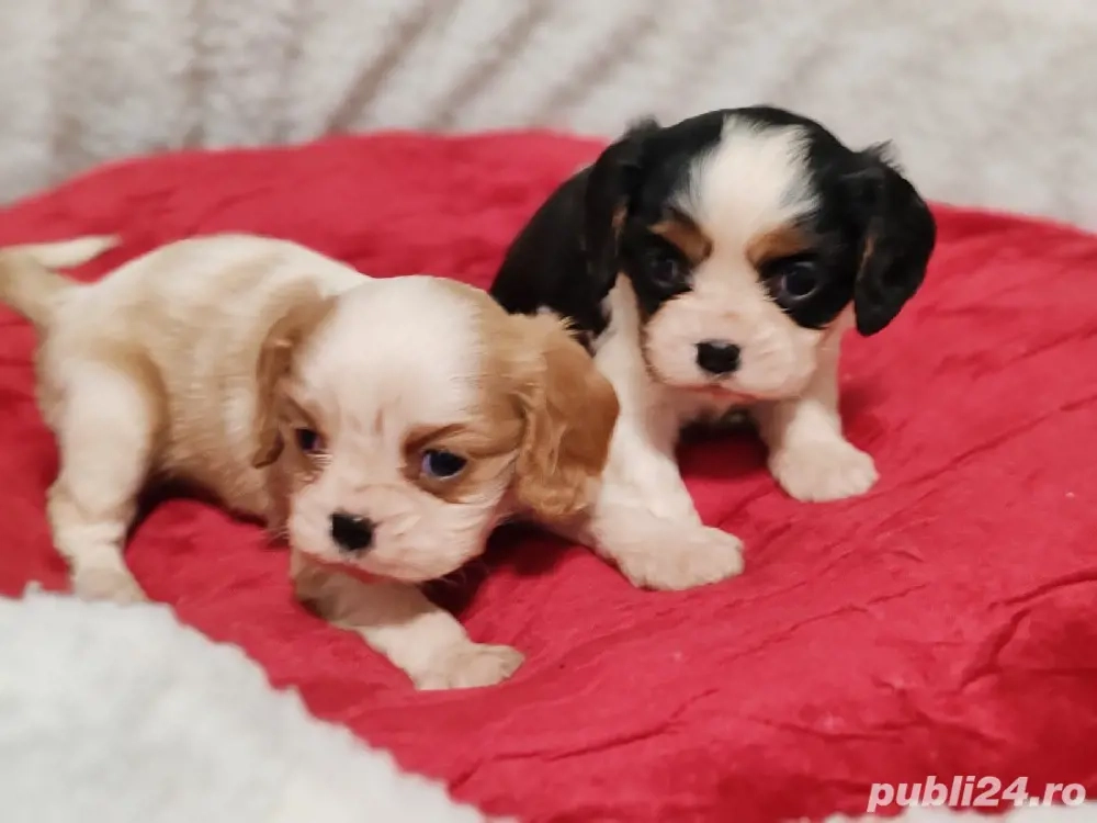 Cavalier King Charles de vanzare-Transport Gratuit la Bucuresti-Factura-Garantie-Microcip-