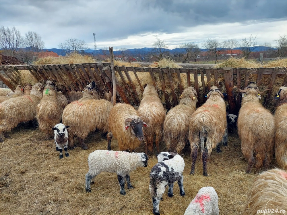 Vand 25 de oi cu tot cu miei