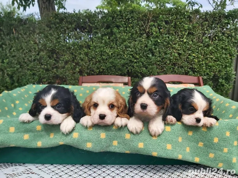 Cavalier King Charles de vanzare-Transport Gratuit in unele orase-Factura-Garantie-Microcip-Calitate