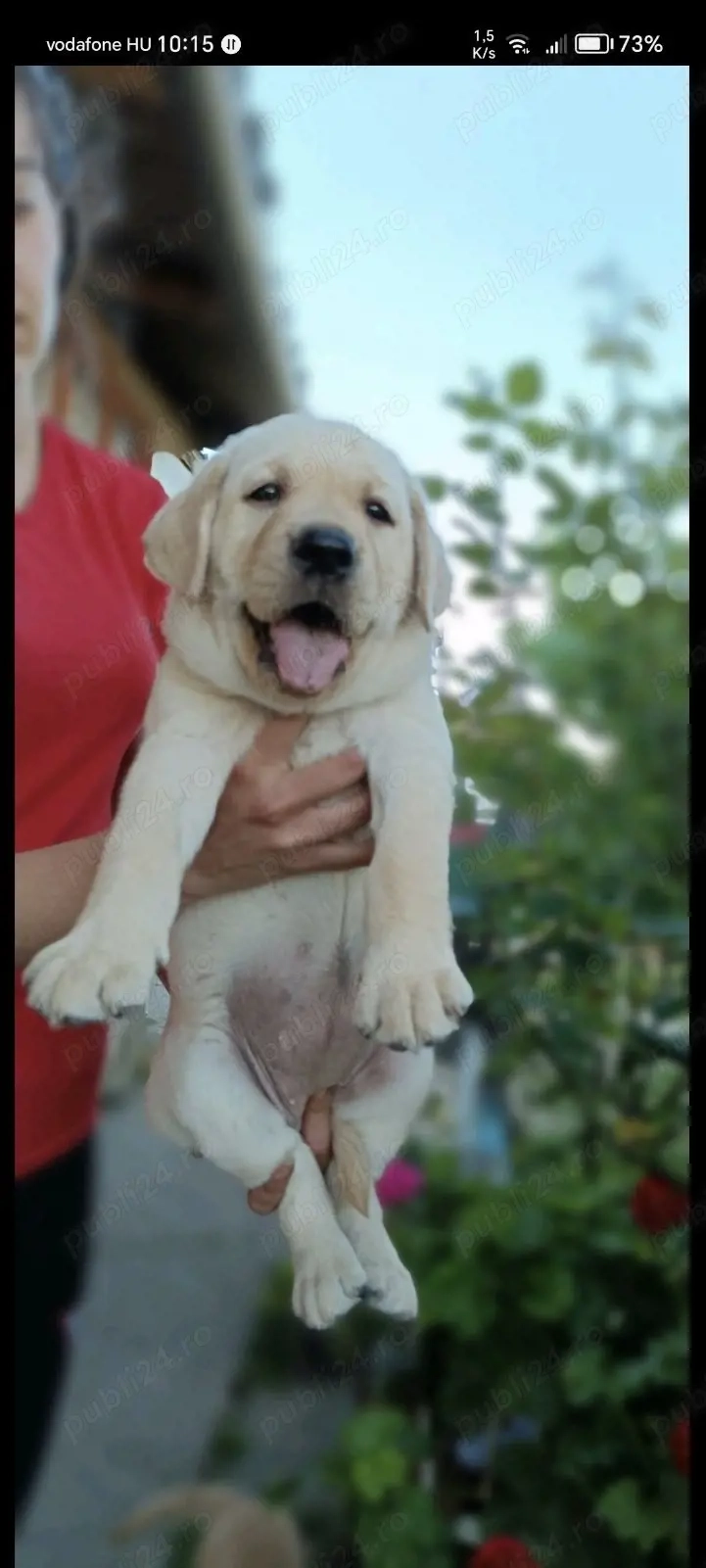 Labrador de vanzare-Transport Gratuit in unele orase-Factura-Microcip-Carnet-Garantie-Calitate