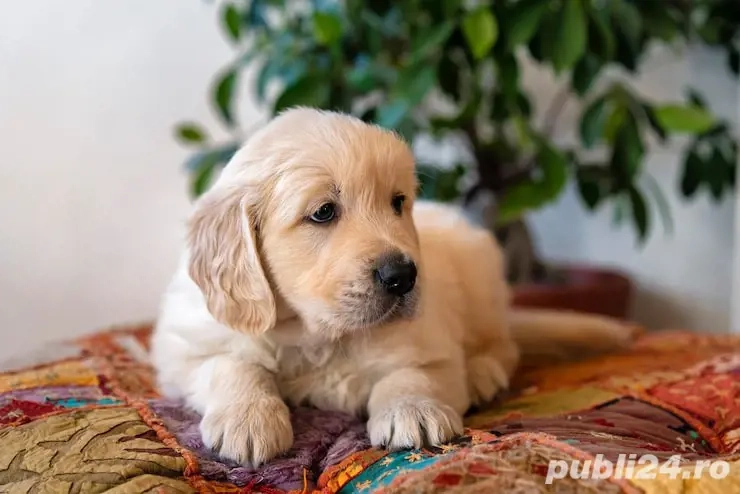 Golden Retriever de vanzare cu Transport Gratuit in unele orase+Factura+Garantie+Microcip+Calitate