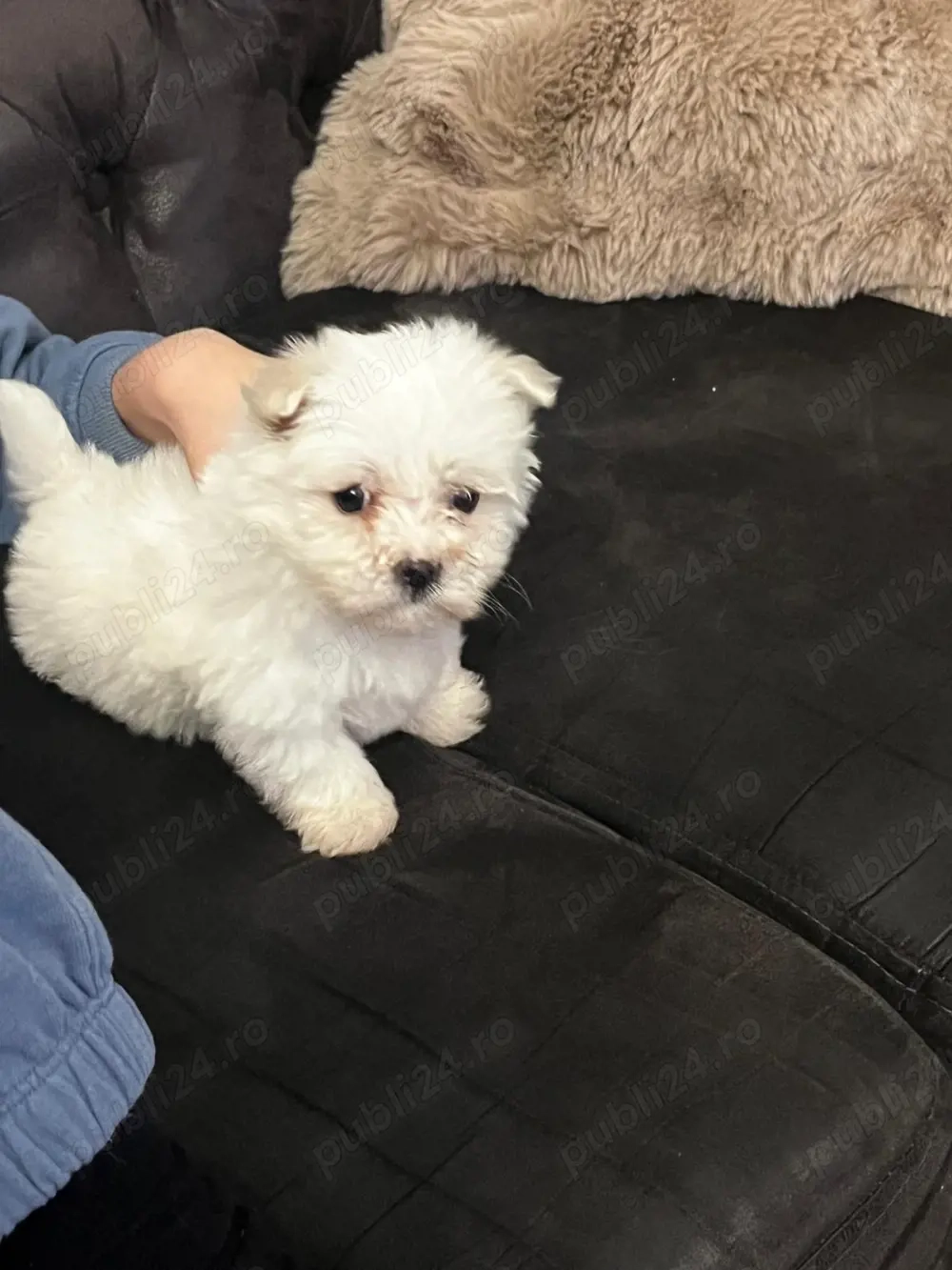 bichon maltez fetita