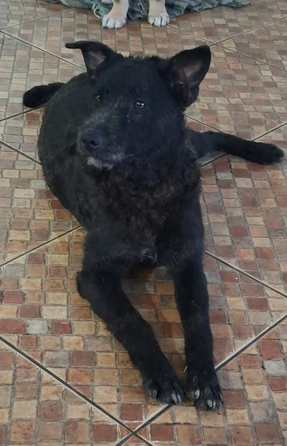 Donez catel 6 luni talie mica-medie