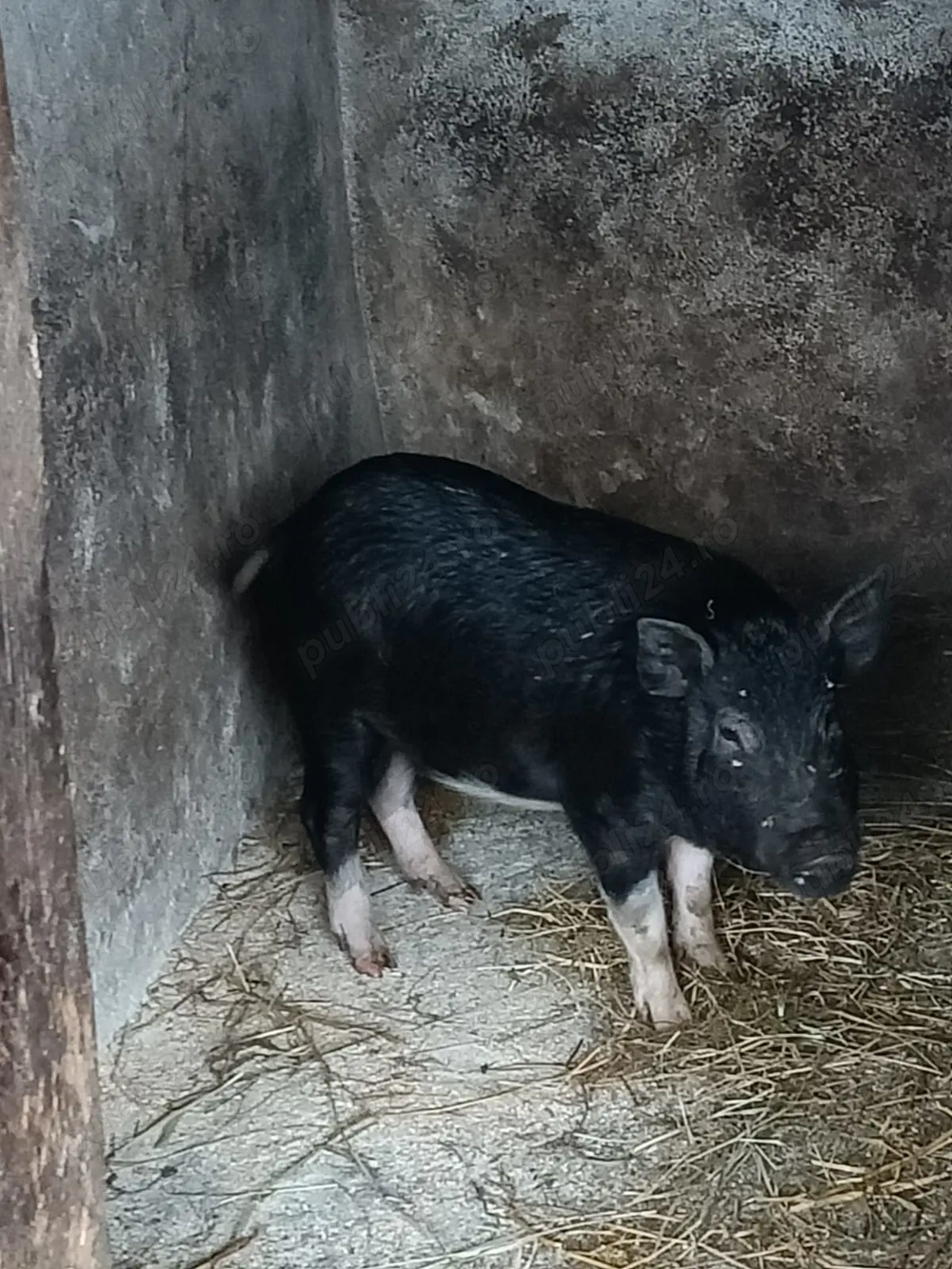 Vier  vietnamez  de vânzare 