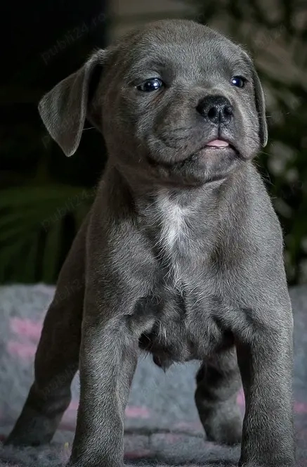 Amstaff Blue Gri de vanzare+Transport Gratuit in unele orase+Factura+Microcip+Garantie+Calitate