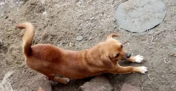 Donez o cățelușă adorabilă, de 1 ani, talie mică.