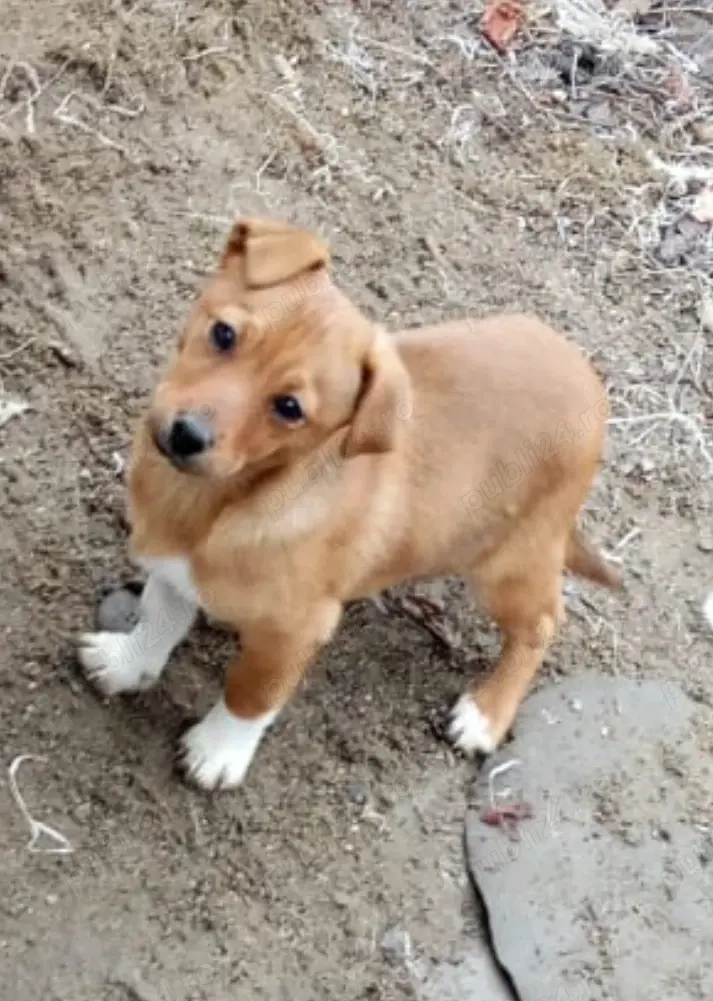 *   Donez cu drag o cățelușă adorabilă , are 3 luni este de talie mică !     *  