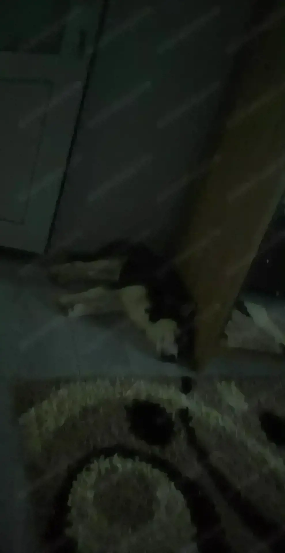 Vând pui de Haschi la vârsta de 4 luni 