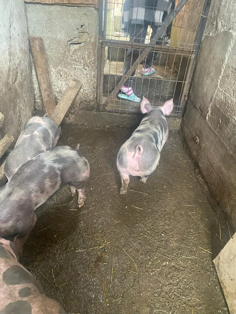 Purcei Pietrain 25 30kg