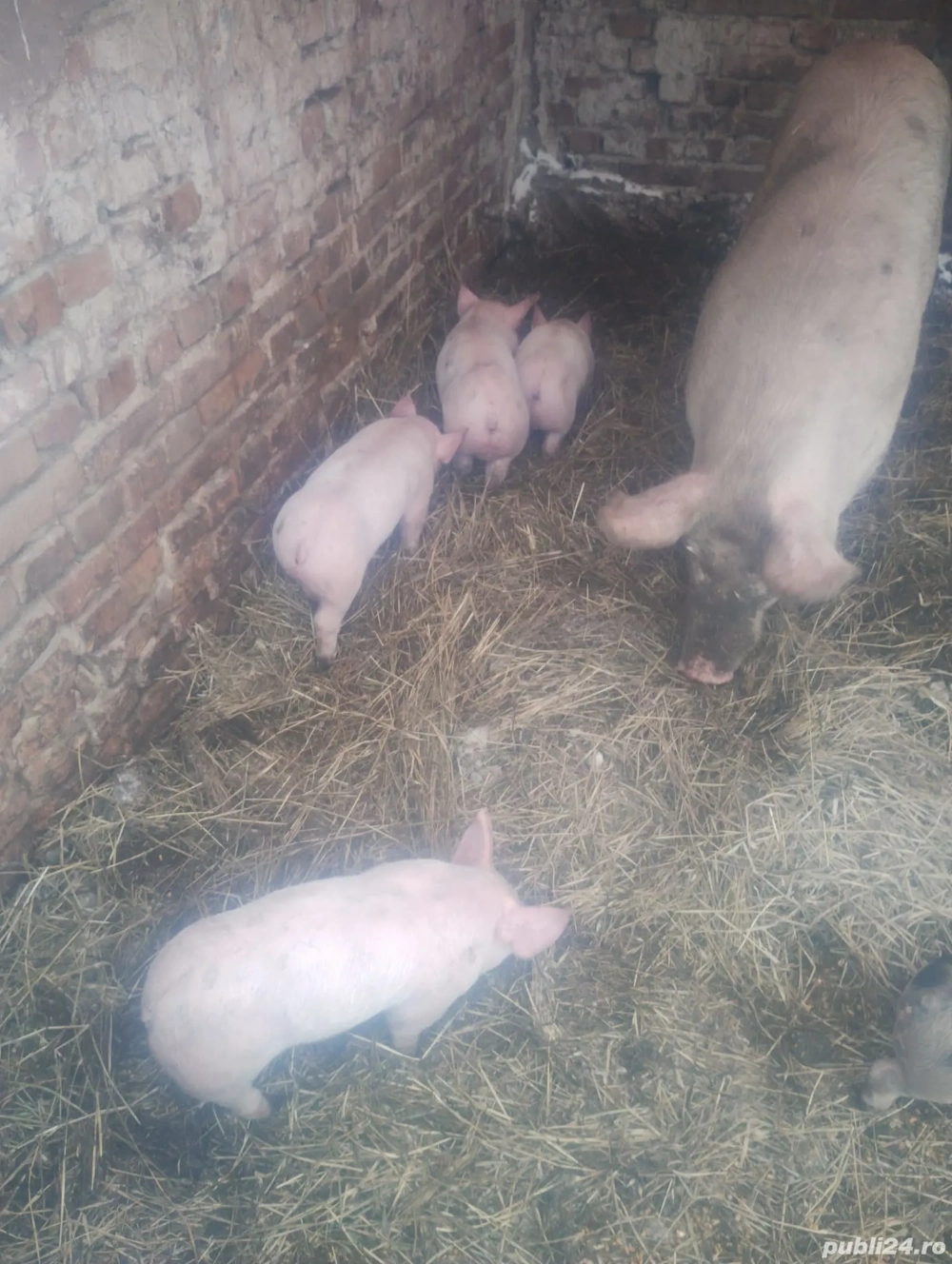 Purcei 8 10 săptămâni, sănătoși, documente sanitar-veterinare