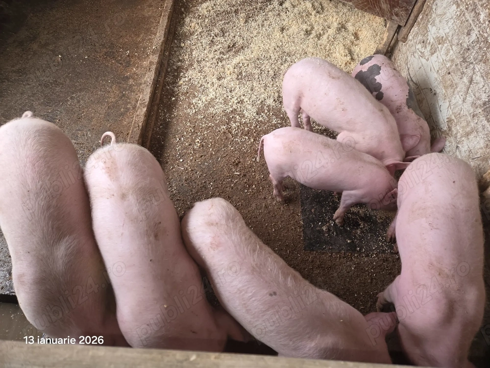 Vând  2 purceii rasa de carne 