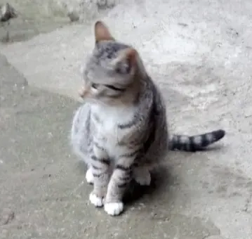 Donez gratuit o pisicuța de 3 luni care caută o familie     