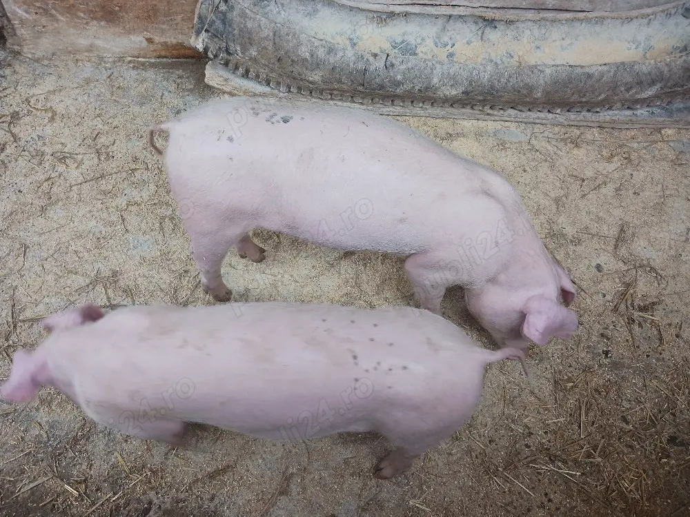  purcei  petrean cu landrace