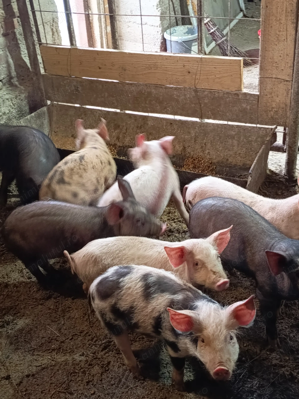 Purcei de 10 săptămâni 