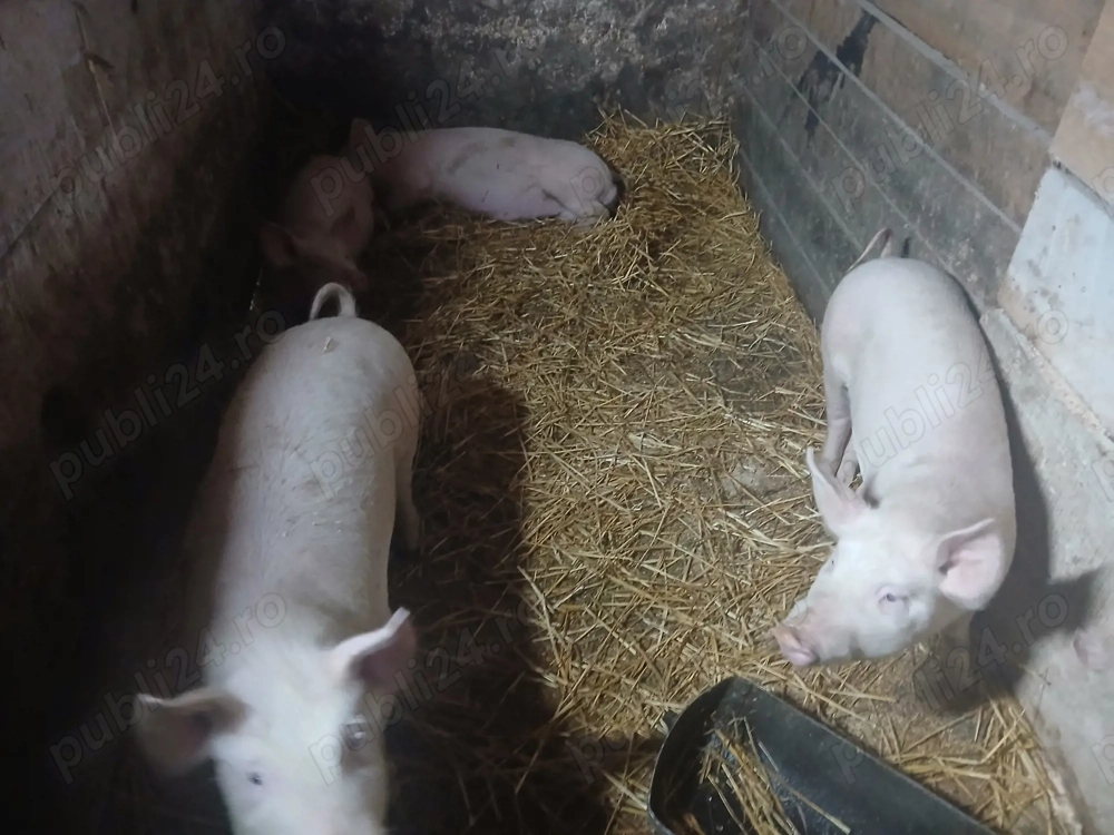 Vand purcei rasa landras-pietran   