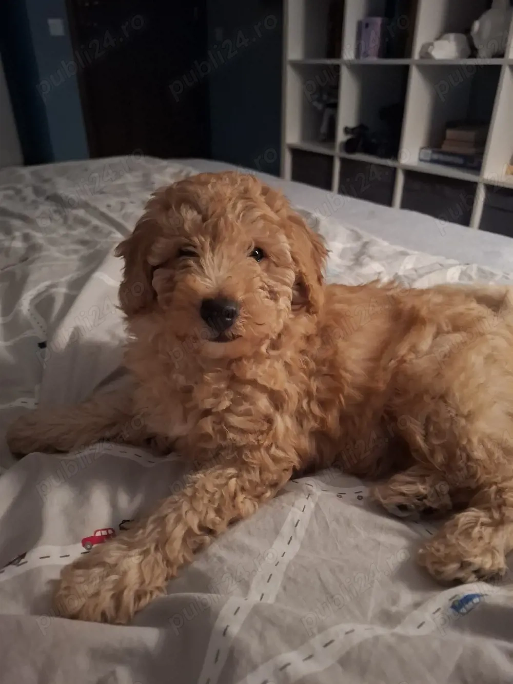 vând căței pudel toi Rădăuți Suceava  