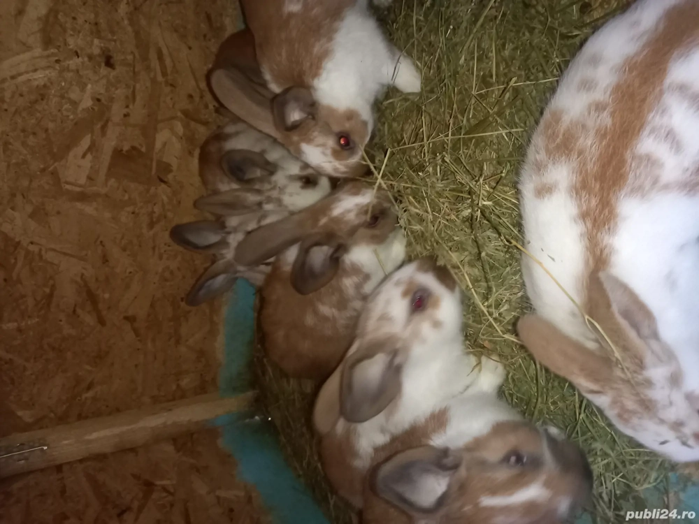 Vand iepuri tineri si maturi