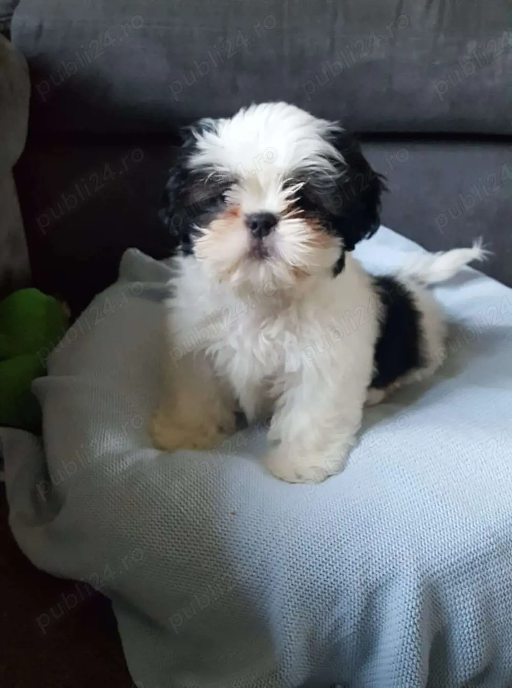 Shih Tzu puiuti 