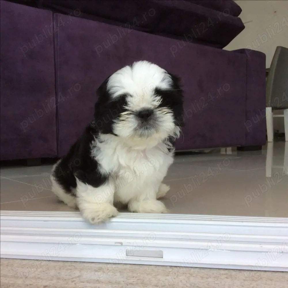 Shih Tzu puiuti 