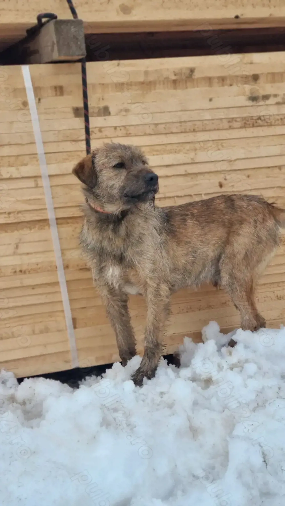 Caine de vanatoare airedale terrier