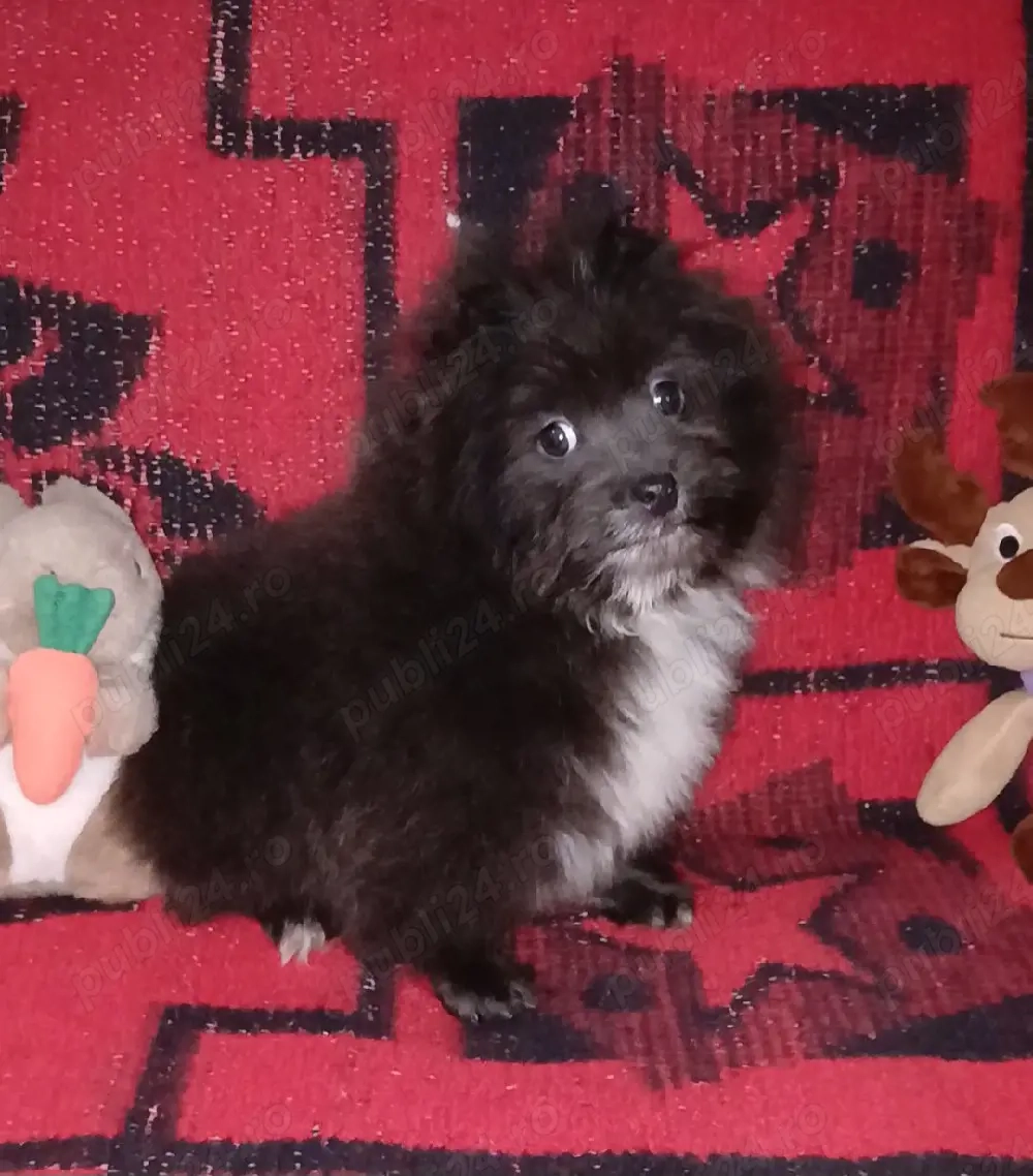 Asigur transport !!! Vand sau schimb Pui Pomeranian culoare Lavanda mascul deosebit !!!