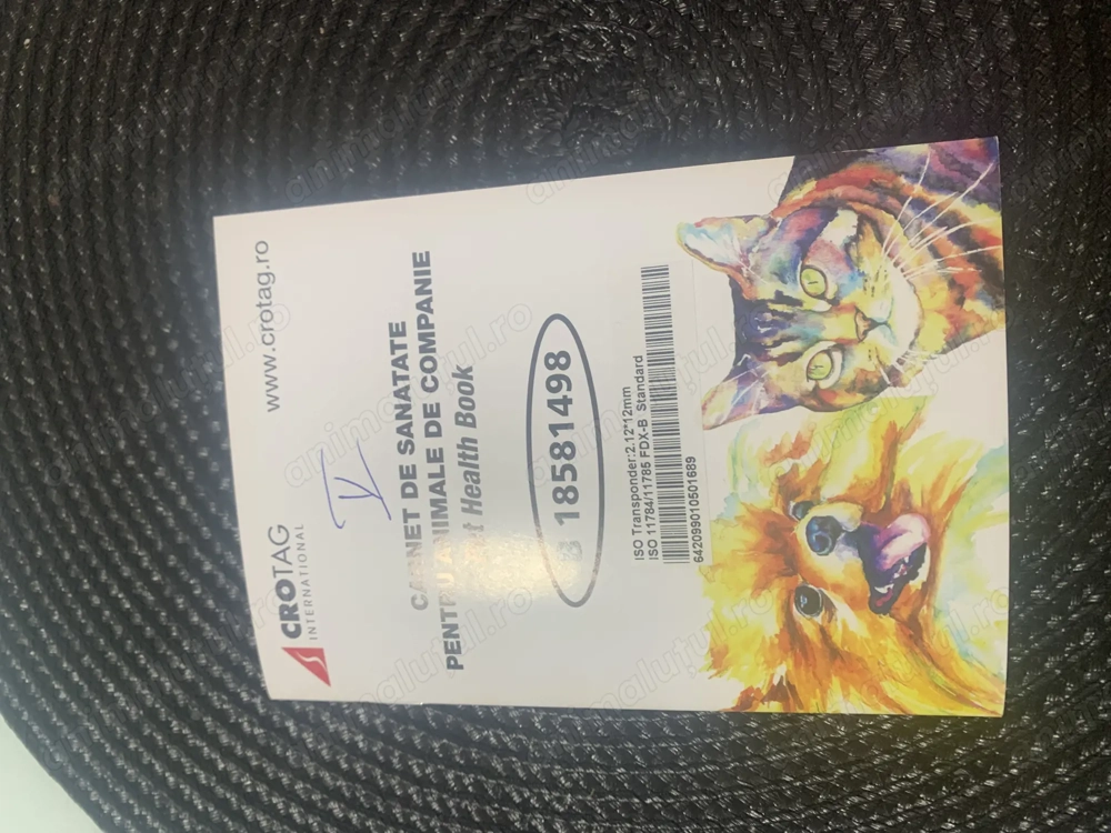 Bichon iubitoare și jucăușă 