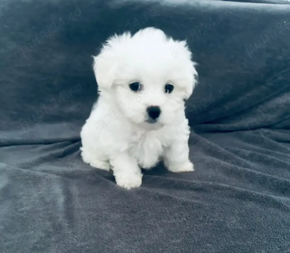 Vand bichonel talie mica baietel 7 saptamani