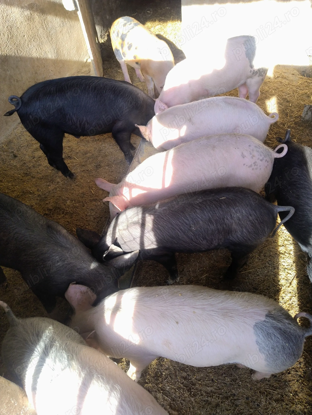 Vând purcei din rasa Marele alb și Duroc 