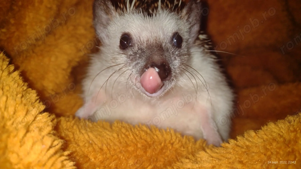 Servicii pet sitting 