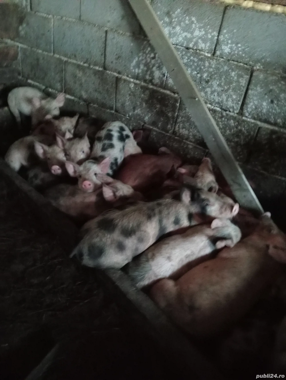 Purcei de 8 săptămâni 