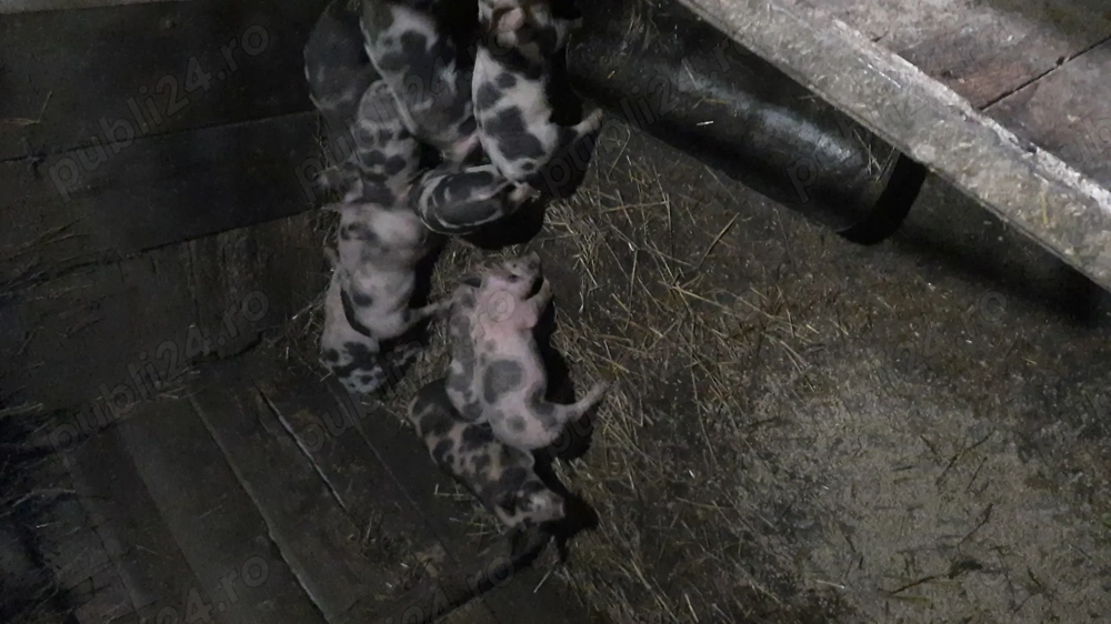 purcei de vânzare 2 luni pret 450 negociabil