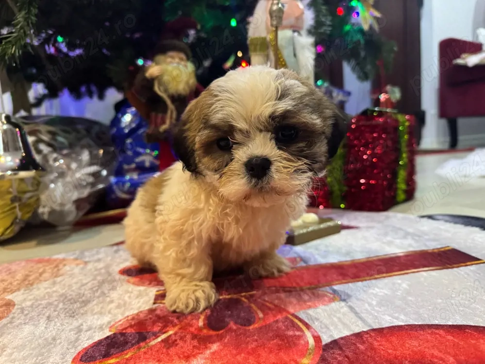 catelusa shih tzu 