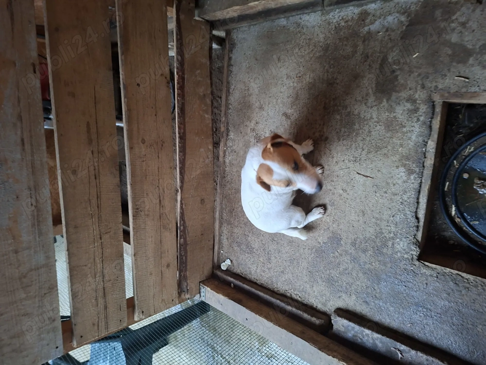 vînd o pereche de căței