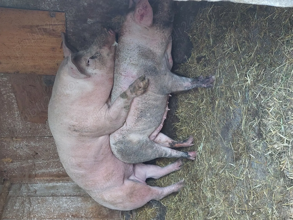 Vier pietran vând sau schimb 