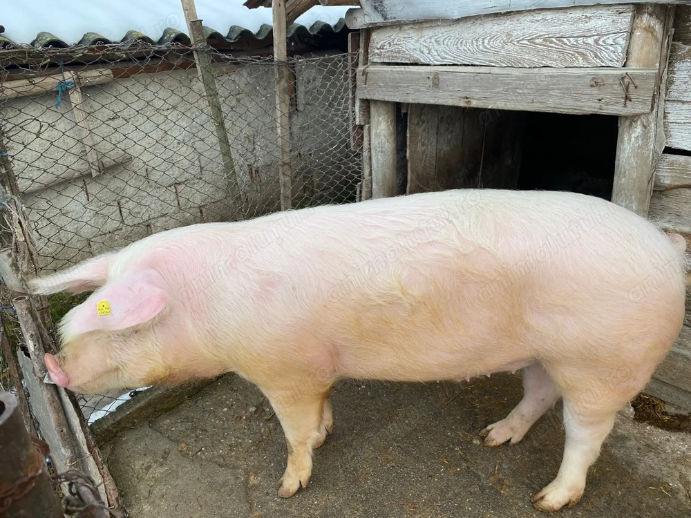 Porc pentu sacrificat 