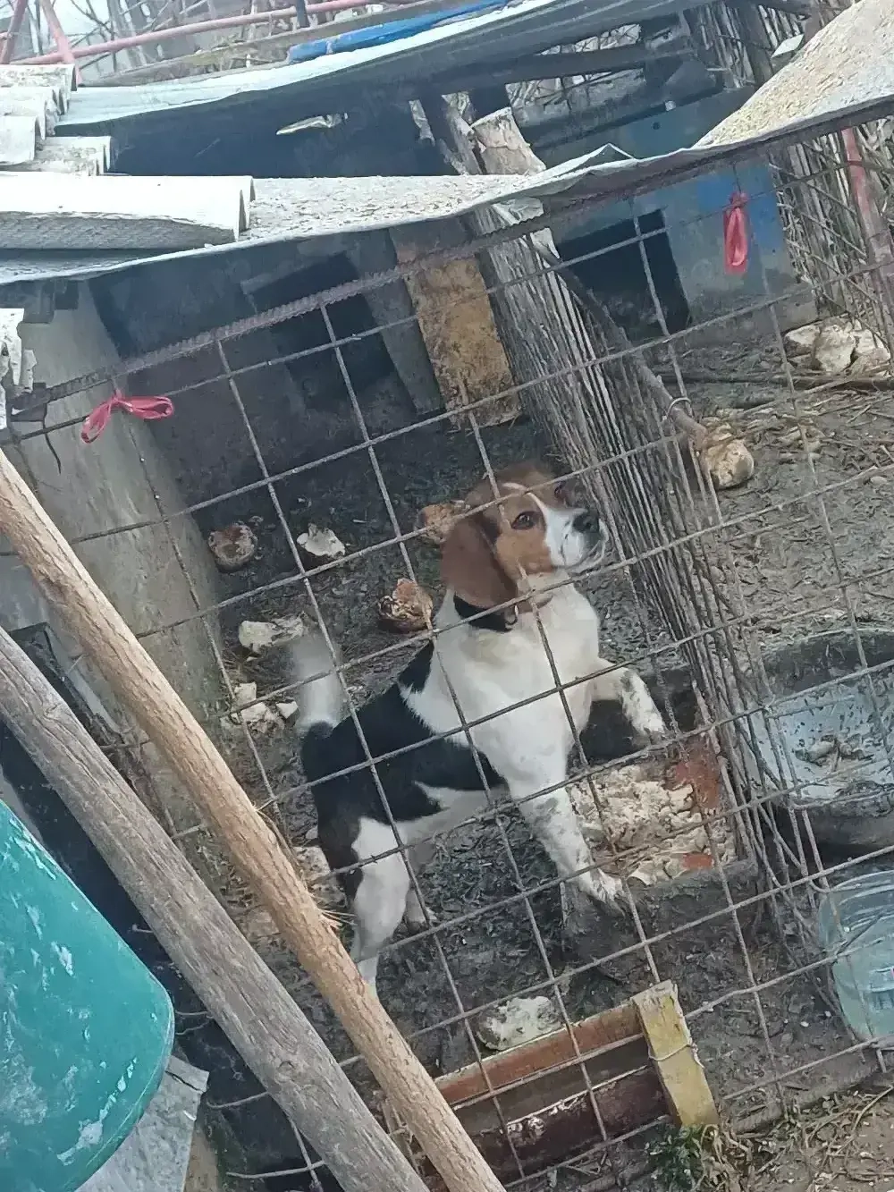 schimb o perechie de căței bigal la schimb cu rate  