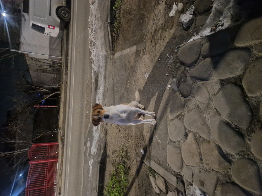 Adoptie catel caine jucaus si bland