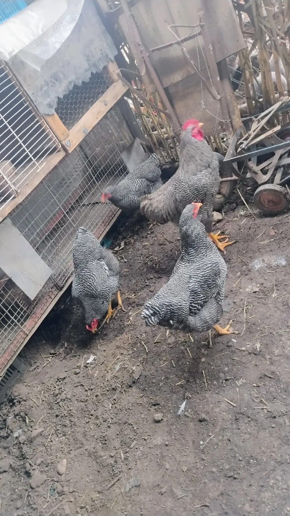 vând găini de rasă 