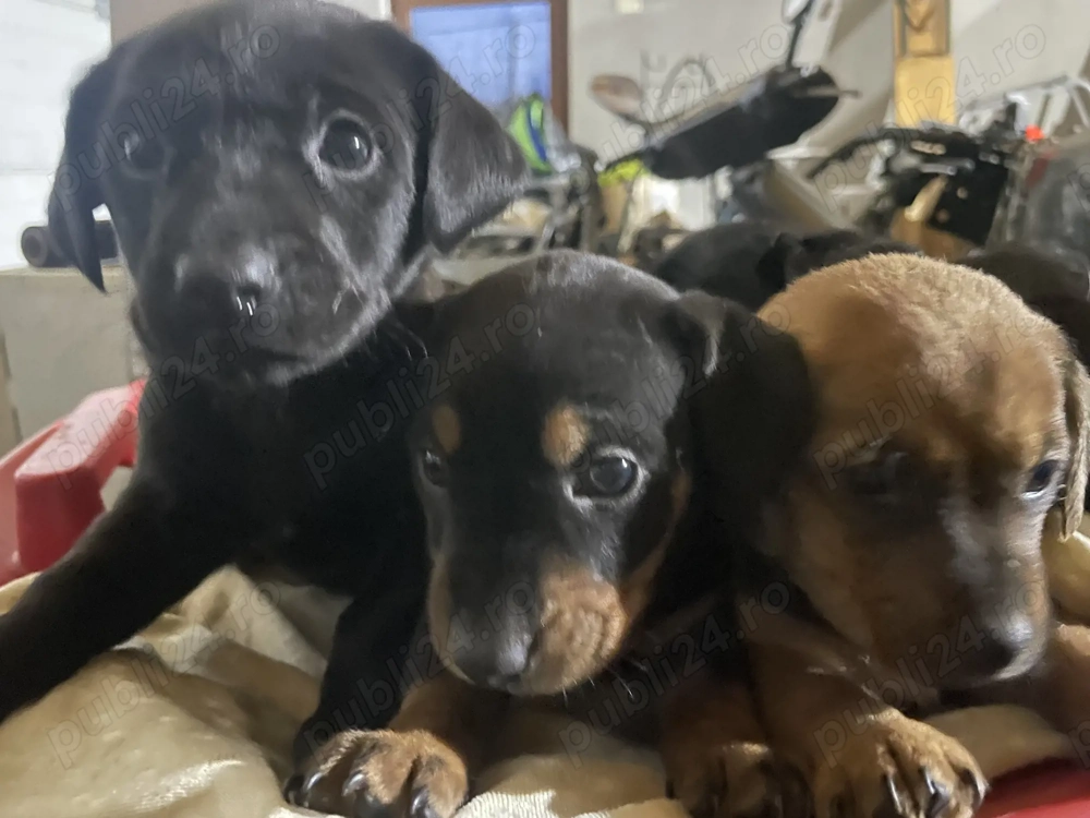 Căței Teckel Metis