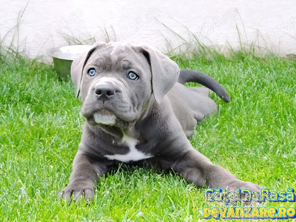  Cane Corso de vanzare+TRANSPORT GRATUIT la Bucuresti+Factura+Microcip+Carnet+Vaccin+Calitate