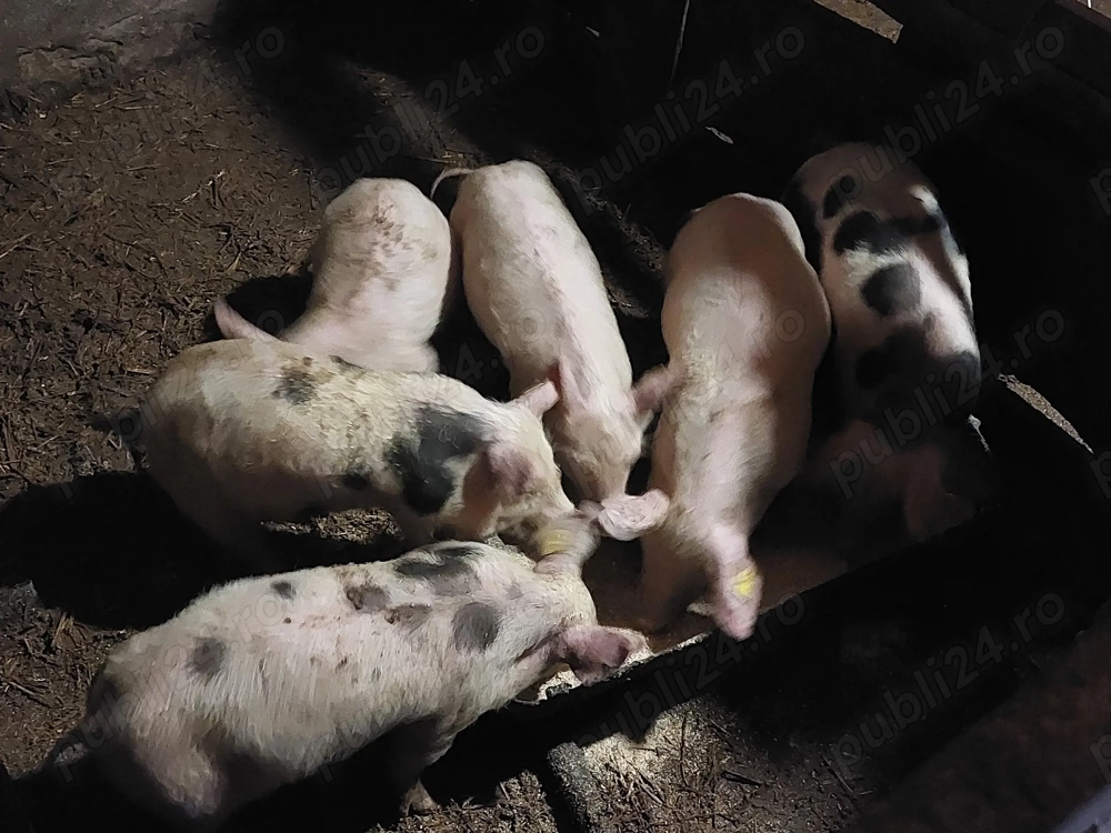 Purcei de 9 săptămâni 