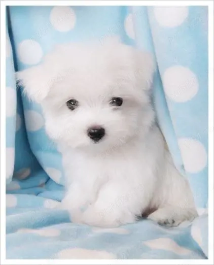 Cumpara un Bichon Maltese Mini Toy in conditii sigure si legale-cu acte si TRANSPORT GRATUIT+Factura